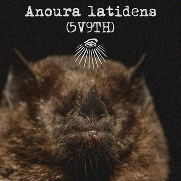 Anoura latidens