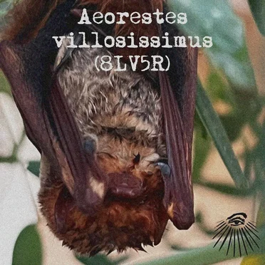 Aeorestes villosissimus