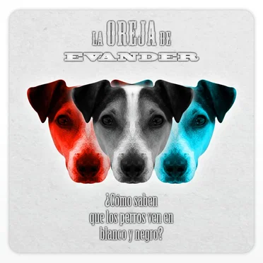 ¿Cómo saben que los perros ven en blanco y negro? by La Oreja de Evander - album cover