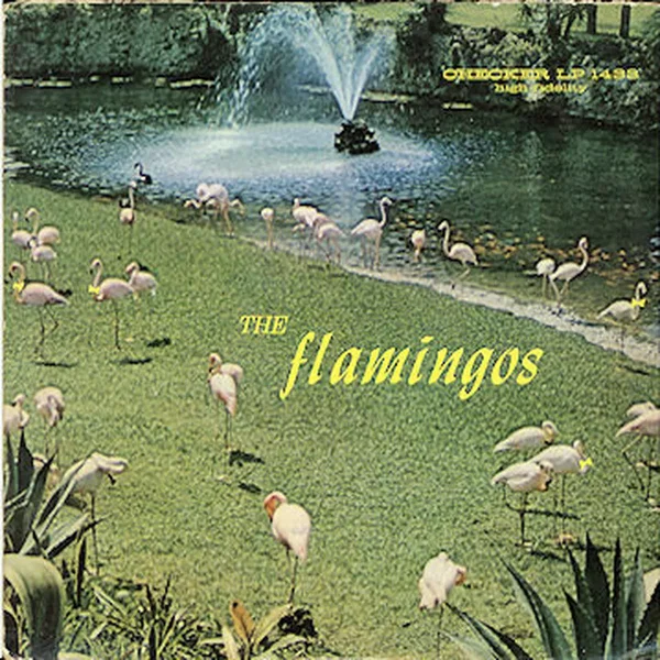 Flamingos