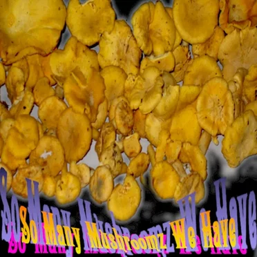 So Many Mushroomz We Have!!!
