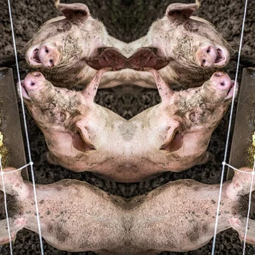 All Pigs With Snouts in the Trough