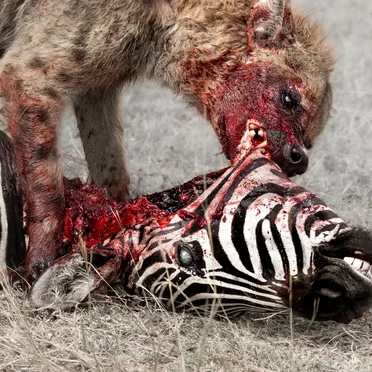 Predation Perfected