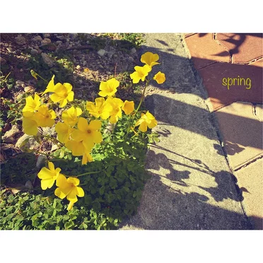 spring