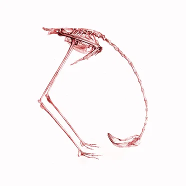 The Year of the Flamingo E.P.