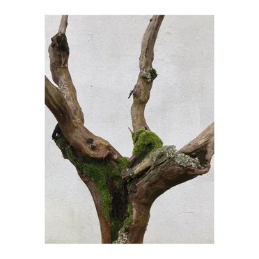 Junco by Ben Peers - album cover