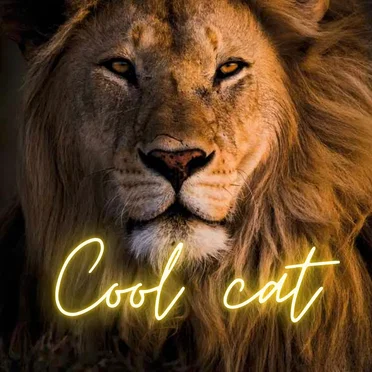 Cool Cat