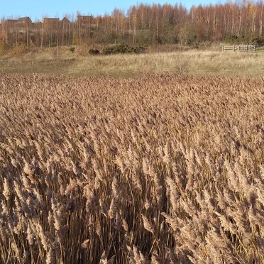 ¥ € ₦ ł ₷ $ £ ₼