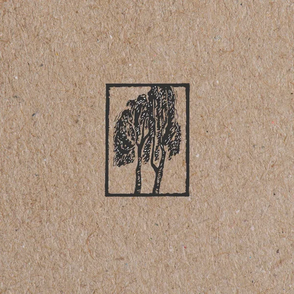 Sycamore