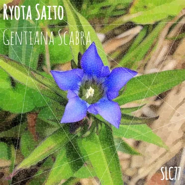 Gentiana Scabra