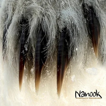 Ataasiusutut Misigissuseq by Nanook - album cover