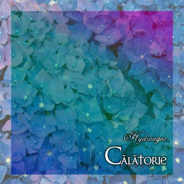 Hydrangea