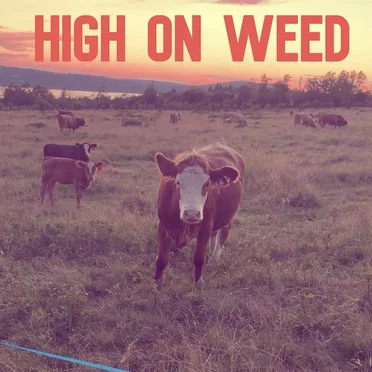 High on Weed by Waylon Napadogan - album cover