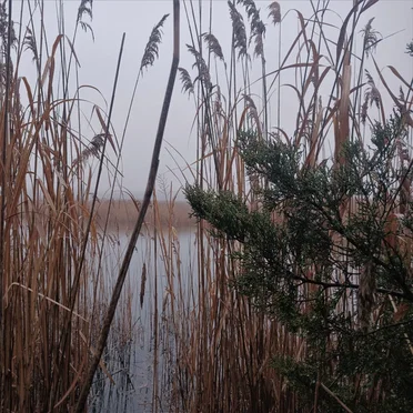 A Rainy Mist Upon the Lonely Marsh