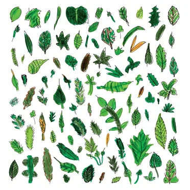 Canopy