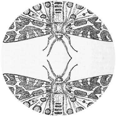 The Sparrow