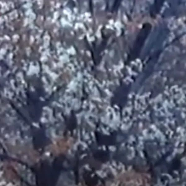 甘い