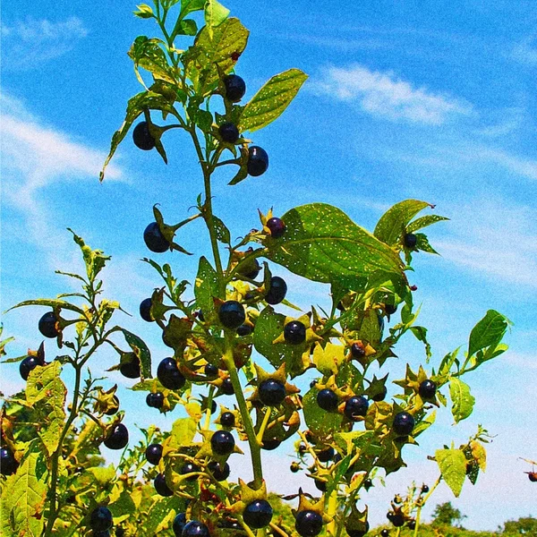 NIGHTSHADE