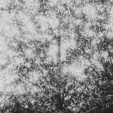 In the woods