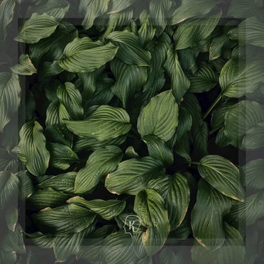 Botanical by Gentle Resonance - album cover