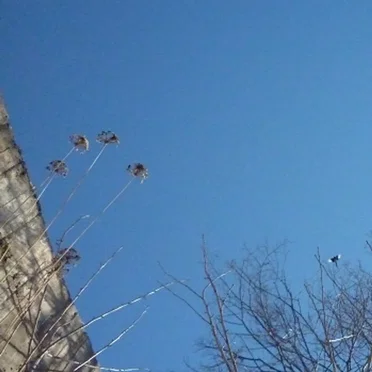 Magpies, crows and dogs in the industrial zone