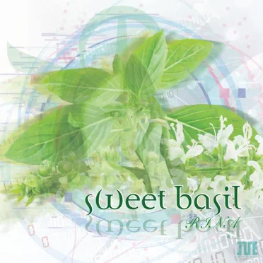 sweet basil