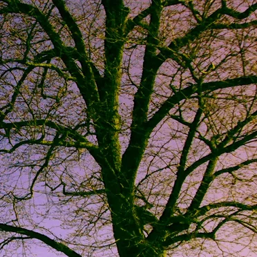 0x51d pL4n374ry