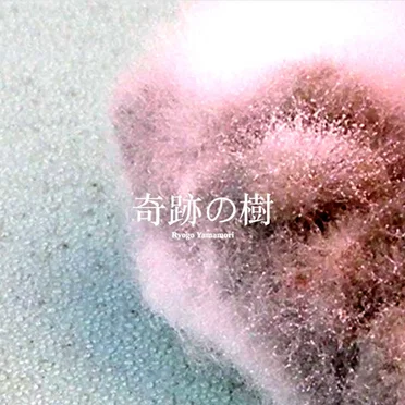 奇跡の樹 Moringa - The Miracle Plant