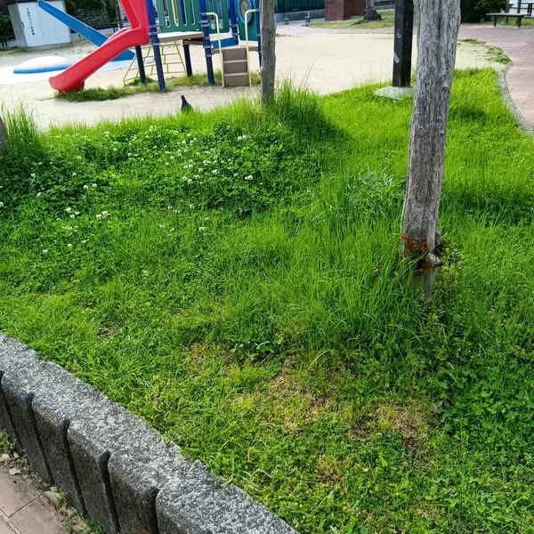 426