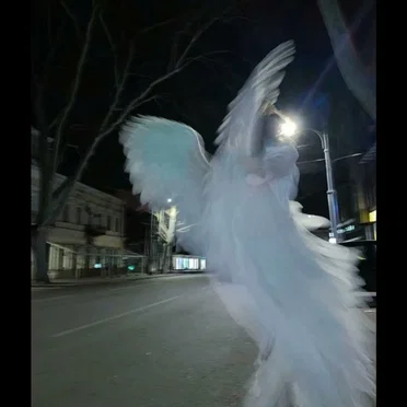 ты похож на кота