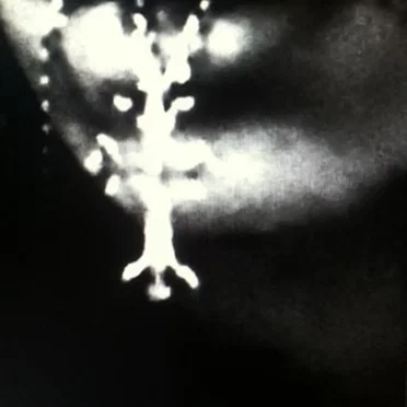 i just wanna be free