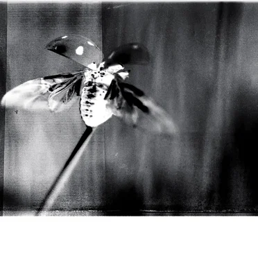 Lady Beetle by Lucky - album cover