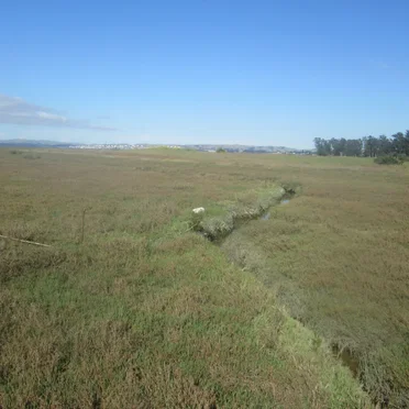 Stagnant Creek in the Marsh
