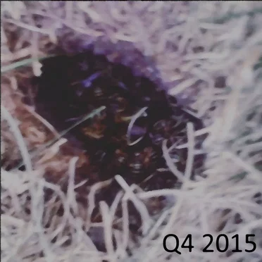 Q4 2015 by FrailDog - album cover