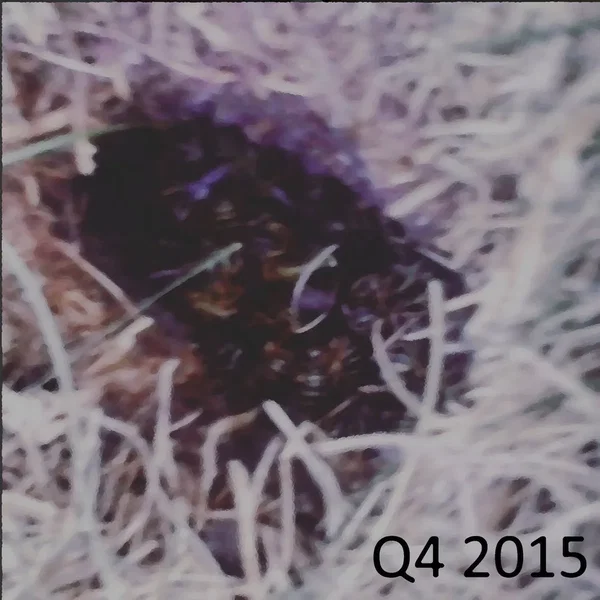 Q4 2015
