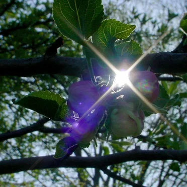 Show Me the Glint of Light