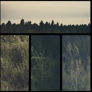 Among the Trees by E321 - album cover