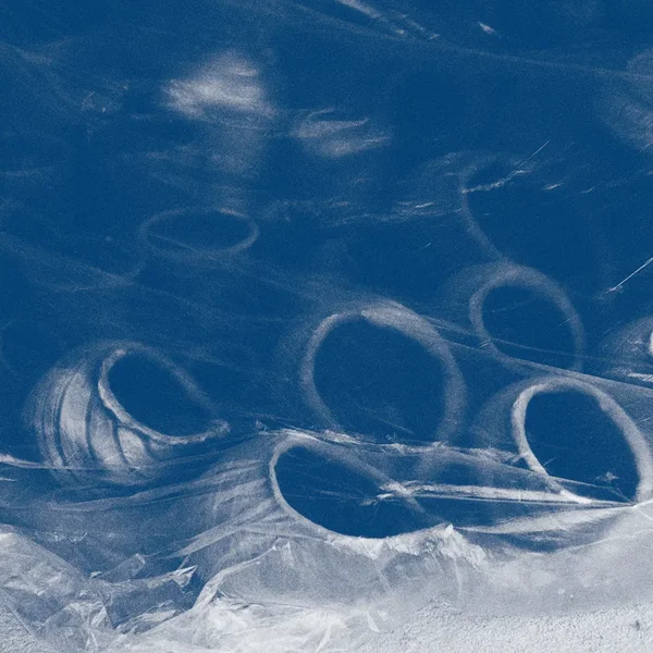 The Shell That Speaks the Sea