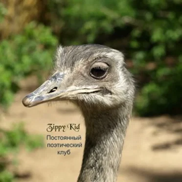 Постоянный поэтический клуб