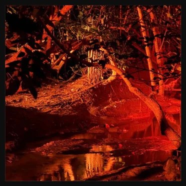 Jungle by Roma Ocean - album cover