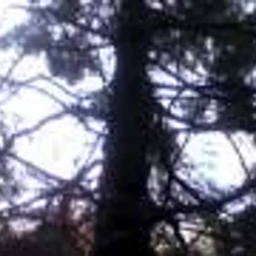 Sylvan Fantasy: Music Video