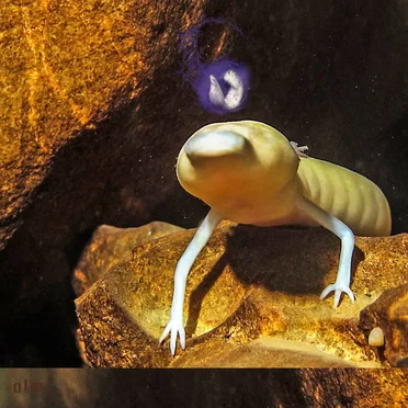 olm