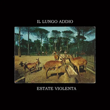 ESTATE VIOLENTA