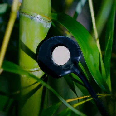 Rain on Bamboo