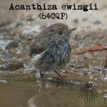 Acanthiza ewingii by Bird Watcher - album cover