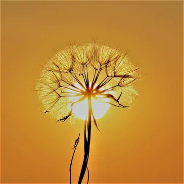 High Plains of the Drifting Sun