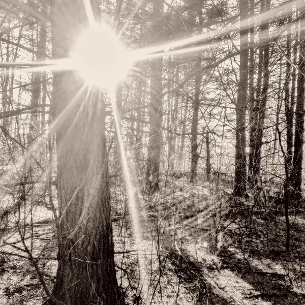 Like The Sun