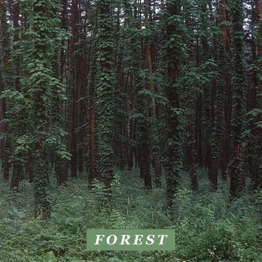 FOREST by Driver - album cover