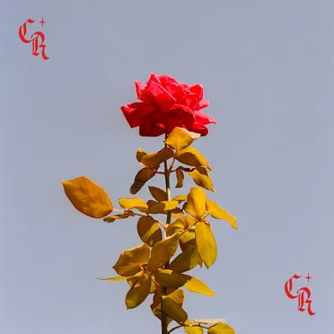 City Rose by City Rose - album cover