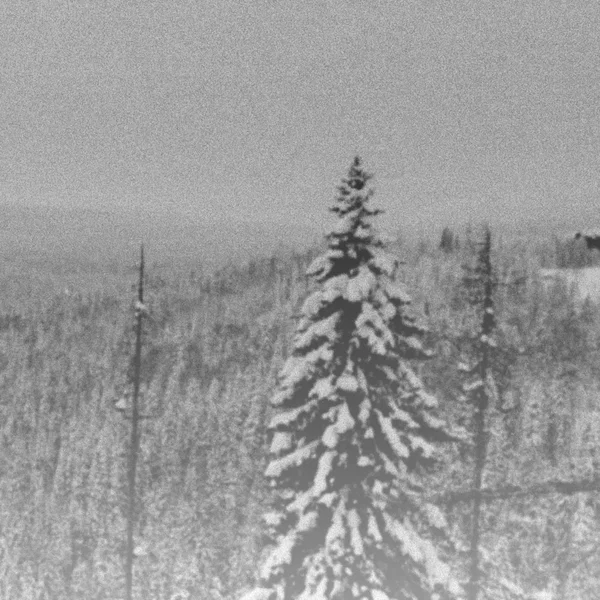 Isete skoger frostskymring...